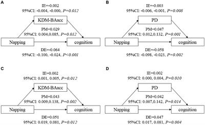 Daytime napping, biological aging and cognitive function among middle-aged and older Chinese: insights from the China health and retirement longitudinal study